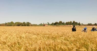 زراعة الوادى الجديد: الاستعداد لموسم حصاد القمح وبدء تقدير إنتاجية الفدان
