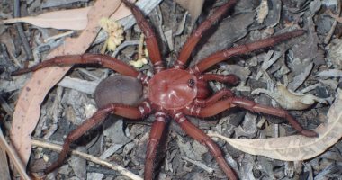اسمه "عظمة".. اكتشاف نوع جديد ونادر من العناكب فى أستراليا