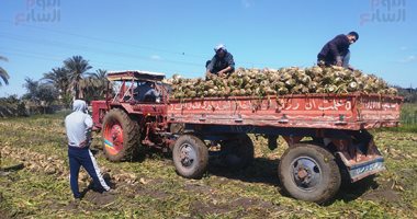 حصاد بنجر السكر فى المنيا.. الفدان ينتج 25 طنا ويوفر فرص عمل (فيديو وصور)