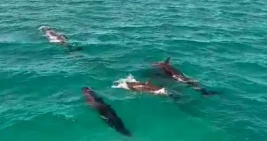 القاتل الكاذب.. ما لا تعرفه عن أهم الدلافين نادرة الظهور بالبحر الأحمر.. صور