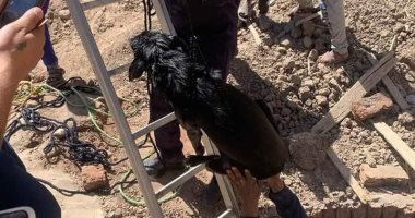 الحماية المدنية بالأقصر تنجح فى إنقاذ كلب سقط فى بيارة صرف صحى بأرمنت.. صور