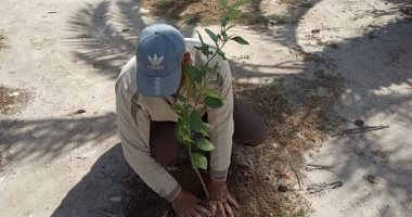 زراعة 600 شجرة مثمرة ضمن المبادرة الرئاسية فى شوارع رأس البر 