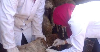 تحصين 450 ألف و322 رأس ماشية بالشرقية ضد الأمراض الوبائية 