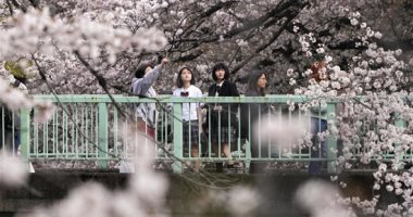 حدائق اليابان تستقبل زوارها للاستمتاع بموسم تفتح أزهار الكرز