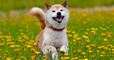 "شيبا إينو" كلب أثار به إيلون ماسك الجدل بعد اختياره شعار تويتر
