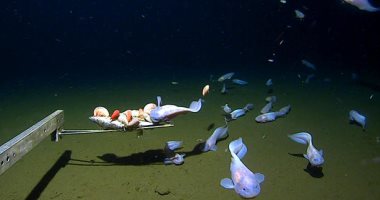 الأعمق على الإطلاق.. علماء يتمكنون من تصوير سمكة على عمق 8336 مترًا باليابان