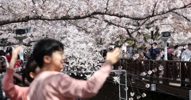 أشجار الكرز تتفتح فى حدائق كوريا الجنوبية استقبالا لفصل الربيع