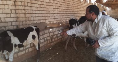 تحصين 45989 رأس ماشية ضد مرضى الحمى القلاعية وحمى الوادى المتصدع بالأقصر.. صور