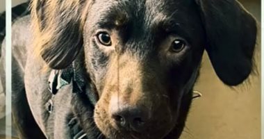 "كوكو" أول كلب يتعافى من إدمان الكحول ببريطانيا.. فيديو