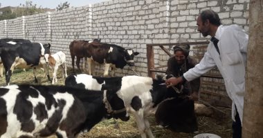 تحصين 192 ألف رأس ماشية خلال الحملة القومية ضد الحمى القلاعية بالبحيرة 