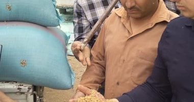 توريد 3268 طنا من محصول القمح بالشون والصوامع الحكومية بمراكز المنيا