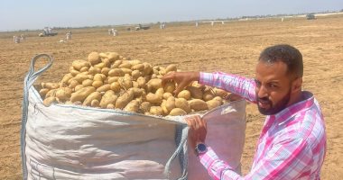 الزراعة: معامل مشروع مكافحة العفن البنى فى البطاطس تواصل فحص العينات 