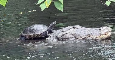 مشهد مذهل.. سلحفاة تركب على ظهر تمساح فى بركة بولاية فلوريدا الأمريكية