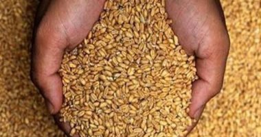 توريد 5661 طنا من محصول القمح بالشون والصوامع الحكومية بمراكز المنيا
