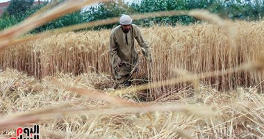 ارتفاع توريد القمح المحلى لـ 1.5 مليون طن على مستوى الجمهورية حتى الآن