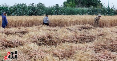 المغرب يتوقع ارتفاع إنتاج محاصيل الحبوب إلى 5.51 مليون طن فى 2023
