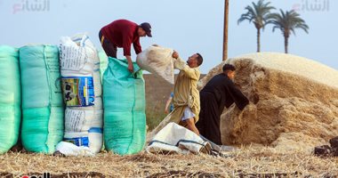 الزراعة تتابع حصاد وتوريد القمح فى محافظة البحيرة