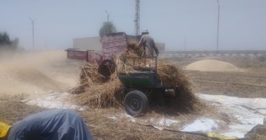 " الذهب الأصفر منور الغيطان".. تقرير خاص عن حصاد القمح فى المنيا