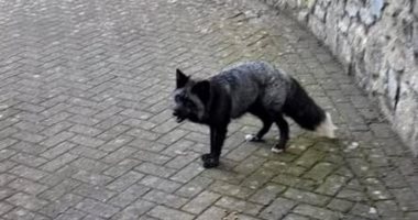 حيوان نادر.. إنقاذ ثعلب أسود ضال بعد هروبه من مالكه فى شوارع ويلز .. صور