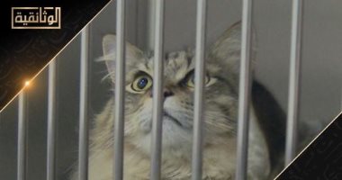 "قطط فى خطر".. سلسلة وثائقية فى مايو على قناة الوثائقية