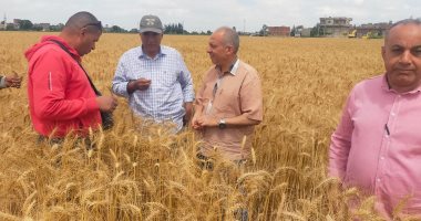 أستاذ اقتصاد زراعى: الدولة تستهدف إنتاج 100 % من تقاوى القمح