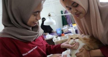 رعاية طبية وتأهيل نفسى.. ازدهار فنادق القطط فى إندونيسيا