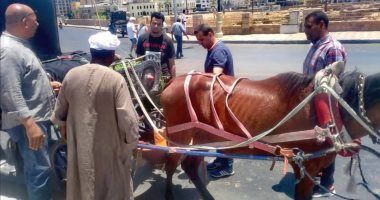 مصادرة عربات حنطور يقودها أطفال بالأقصر وتحرير 4 محاضر لعدم تركيب “حفاضات للخيول”