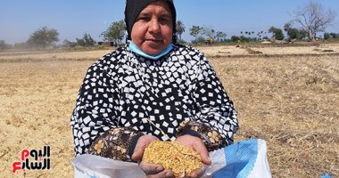 فرحة المزارعين فى موسم حصاد القمح بالشرقية.. فيديو وصور