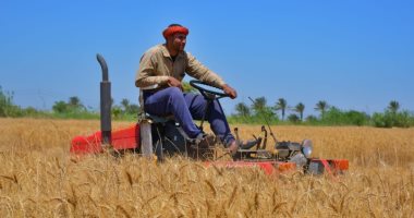 "الزراعة" تنفذ يوم حصاد لمحصول القمح فى الشرقية