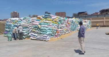 توريد 74516 طن و 476 كيلو قمح لـ 22 موقع بكفر الشيخ