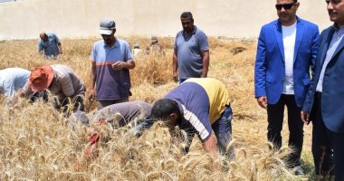 انطلاق موسم حصاد القمح بمزرعة جامعة العريش