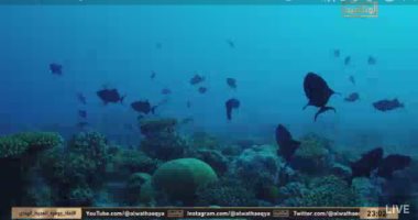 القناة الوثائقية تعرض فيلما حول إنقاذ جوهرة المحيط الهادي