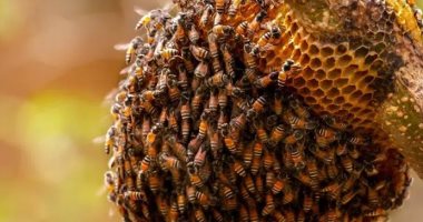 أخبار – أسراب من النحل القاتل تهاجم مُسن أمريكى لمدة 3 ساعات