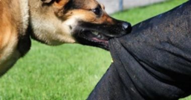 11 تعريفا بقانون تنظيم حيازة الحيوانات الخطرة والكلاب.. أبرزها الحيوان الضال