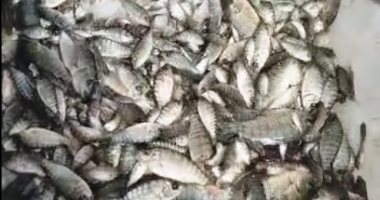 شعبة الأسماك تكشف استقرار أسعار البلطى عند 73 جنيها للكيلو