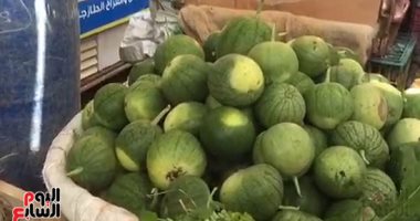 حَمار وحلاوة ومن غير كيماويات.. زراعة البطيخ السيناوى من تلال الرمال للمستهلك
