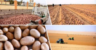 ‫"الزراعة":  فحص 922 ألف طن بطاطس للتصدير منذ بداية العام وحتى نهاية يونيو