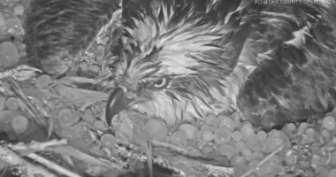 قلب الأم.. كاميرا ترصد أنثى طائر عقاب تحمى بيضها من عاصفة ثلجية "فيديو"