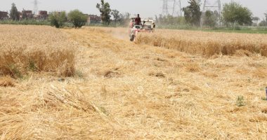 "زراعة الإسكندرية": توريد 94 ألف طن من القمح إلى صوامع الغلال حتى الآن
