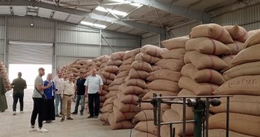 توريد 273 ألف طن من محصول القمح لشون وصوامع المنيا