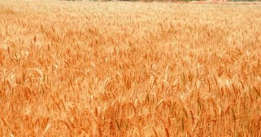 ارتفاع توريد القمح المحلى لـ2.9 مليون طن حتى الآن