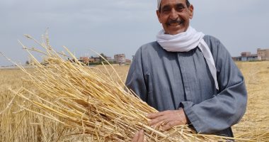 مدير عام الزراعة بالشرقية: حصاد 361 ألف فدان من المساحات المنزرعة بالقمح