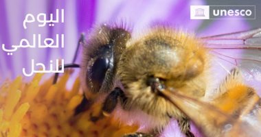 اليونسكو تحذر: 40% من أنواع النحل معرضة لتهديدات بسبب تغير المناخ