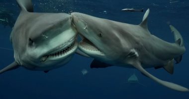 ماذا يحدث لأسماك القرش والدلافين والتماسيح والكائنات البحرية خلال الأعاصير؟