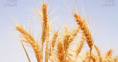 تداول القمح غدا بمنصة البورصة المصرية للسلع