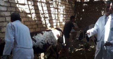 لجان من الطب البيطرى بالأقصر تحصن الماشية للحفاظ على الثروة الحيوانية.. صور