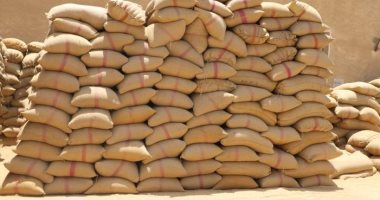 شون وصوامع المنيا تستقبل 350 ألف طن من محصول القمح بجميع المراكز
