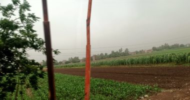 سقوط أمطار خفيفة على مناطق متفرقة فى المنوفية