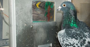طبقًا لأبحاث عملية يابانية.. الطيور تميز لوحات مونيه وبيكاسو