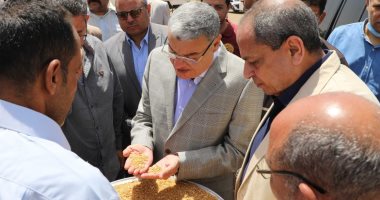 شون وصوامع المنيا تستقبل 401 ألف طن من محصول القمح بجميع المراكز